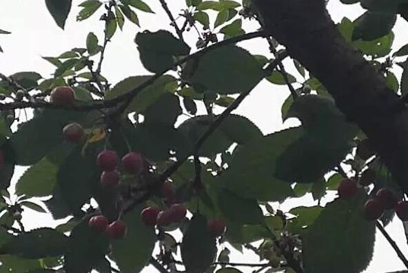 康弘医院·养老中心:品樱游园,圆梦诗乡
